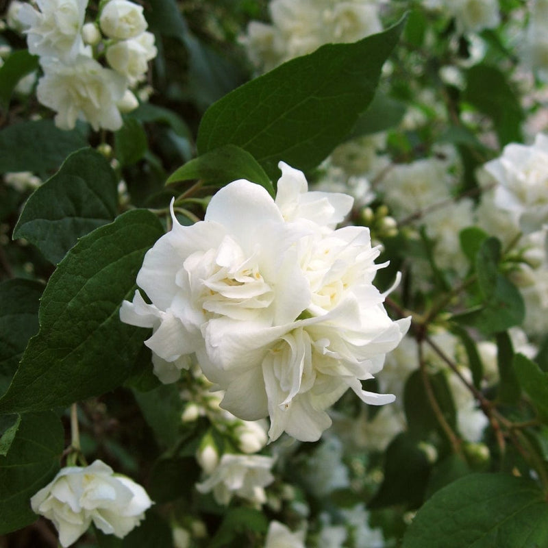 Mock Orange | Philadelphus 'Virginal' Shrubs