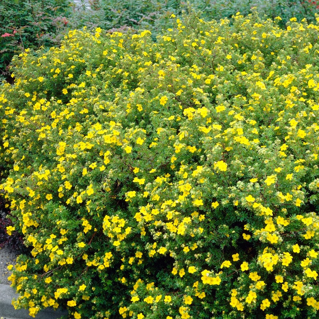 Shrubby Cinquefoil Hedging | Potentilla fruticosa