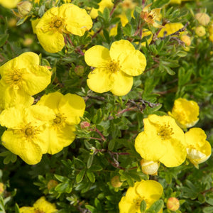 Shrubby Cinquefoil | Potentilla fruticosa Shrubs