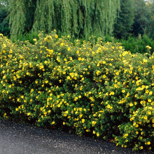 Shrubby Cinquefoil | Potentilla fruticosa Shrubs