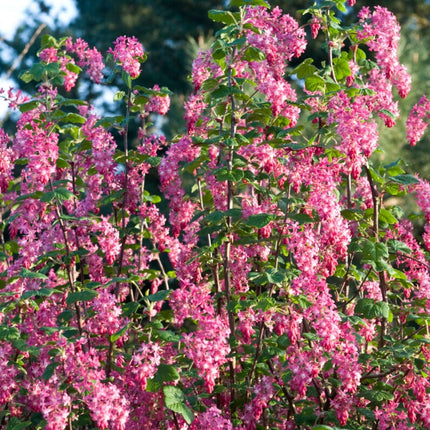 Red Flowering Currant | Ribes sanguineum Shrubs