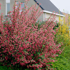 Red Flowering Currant | Ribes sanguineum Shrubs