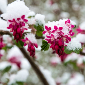 Red Flowering Currant | Ribes sanguineum Shrubs