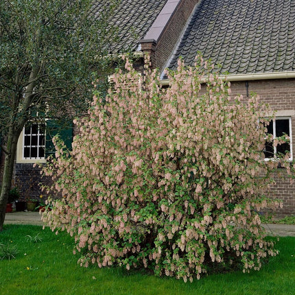 Red Flowering Currant | Ribes sanguineum Shrubs