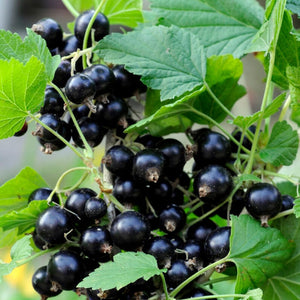 Red Flowering Currant | Ribes sanguineum Shrubs