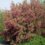 King Edward VII' Red Flowering Currant | Ribes sanguineum Shrubs