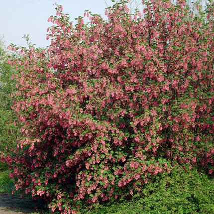 King Edward VII' Red Flowering Currant | Ribes sanguineum Shrubs