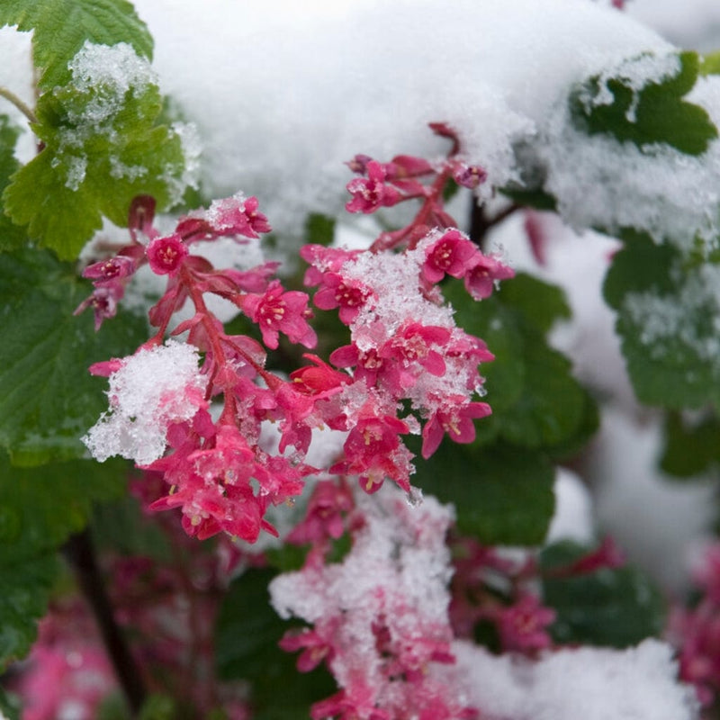 King Edward VII' Red Flowering Currant | Ribes sanguineum Shrubs