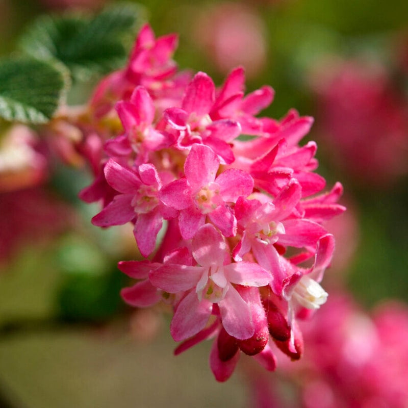 King Edward VII' Red Flowering Currant | Ribes sanguineum Shrubs