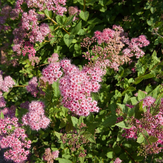 Japanese Meadowsweet | Spiraea japonica 'Froebelii' Shrubs