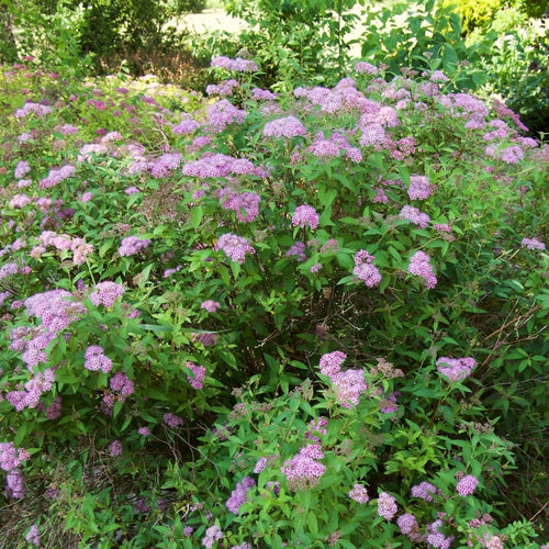 Japanese Meadowsweet | Spiraea japonica 'Froebelii' Shrubs