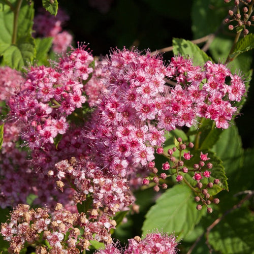 Japanese Meadowsweet | Spiraea japonica 'Froebelii' Shrubs