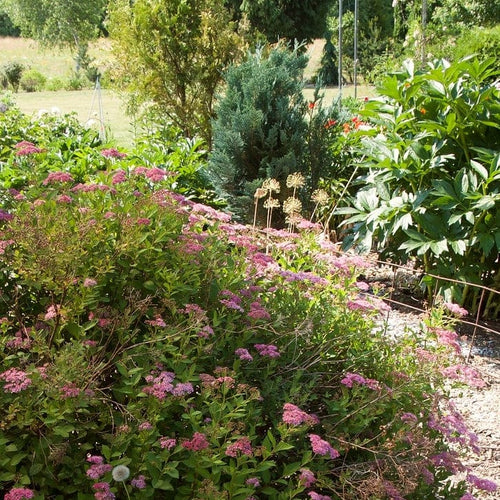 Japanese Meadowsweet | Spiraea japonica 'Froebelii' Shrubs