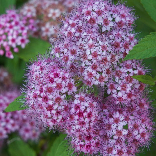 Japanese Meadowsweet | Spiraea japonica 'Froebelii' Shrubs