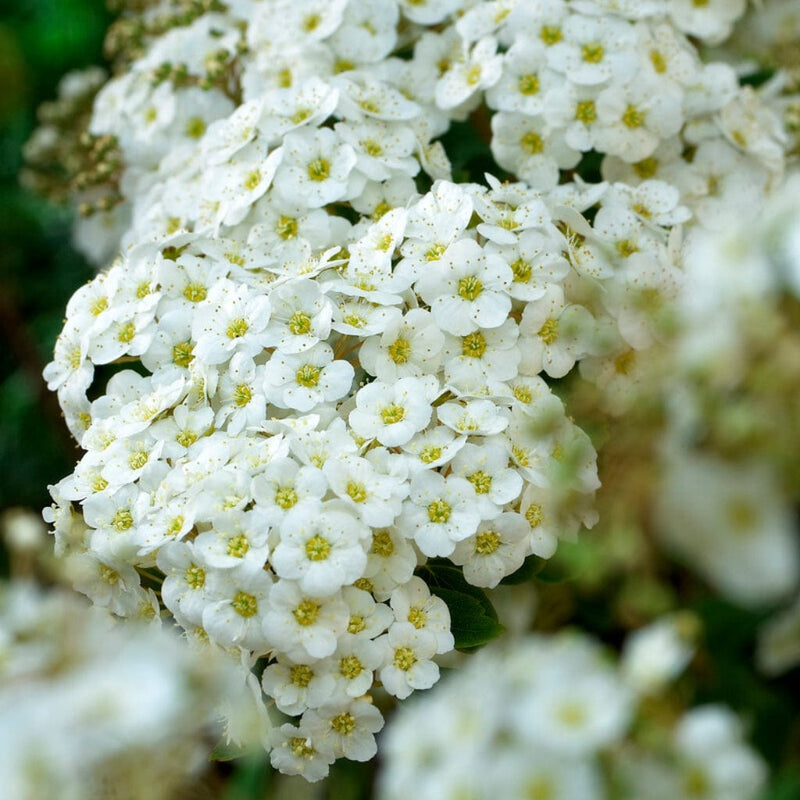Van Houtte's Spiraea | Spiraea vanhouttei Shrubs
