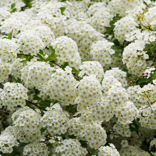 Van Houtte's Spiraea | Spiraea vanhouttei Shrubs
