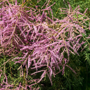 Salt Cedar | Tamarix tetrandra Shrubs