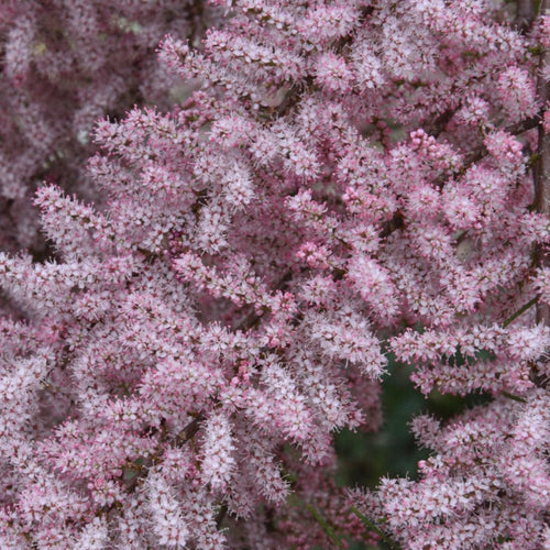 Salt Cedar | Tamarix tetrandra Shrubs