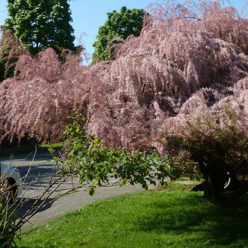 Salt Cedar | Tamarix tetrandra Shrubs