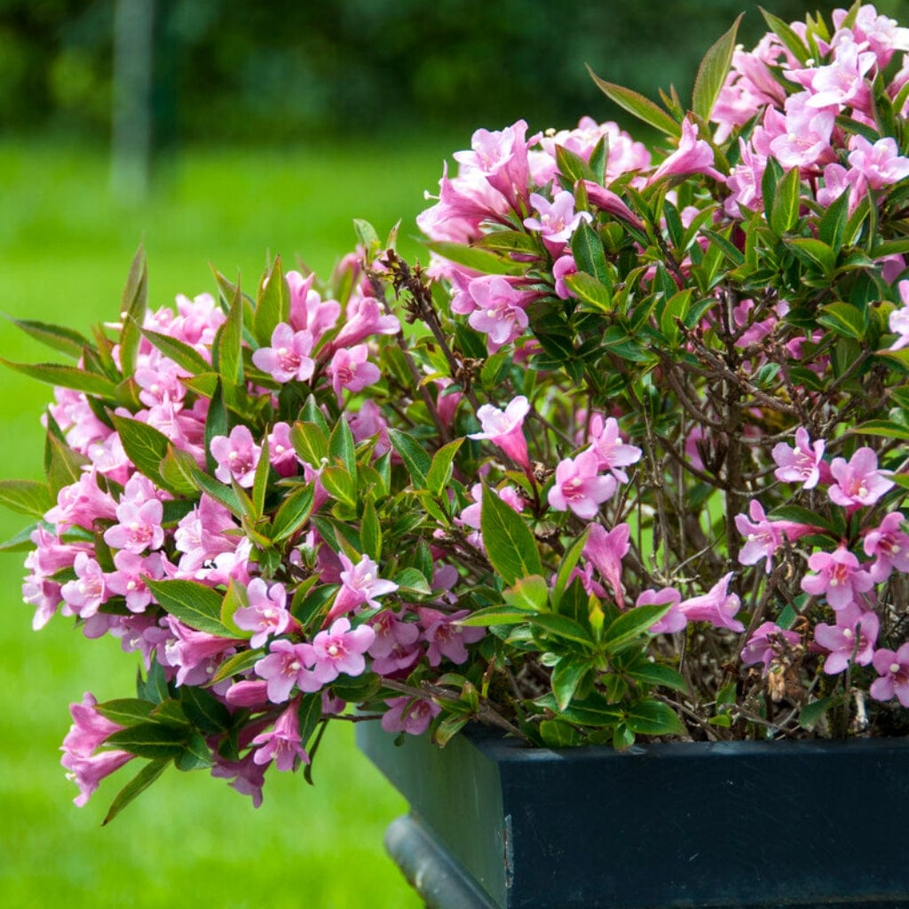 Weigela 'Bristol Ruby' Hedging