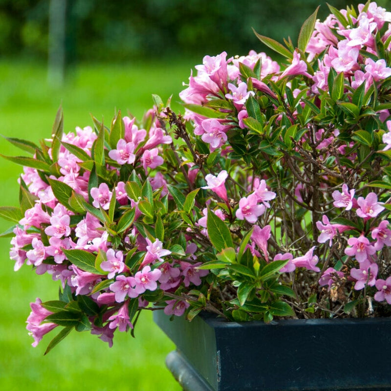 Weigela 'Bristol Ruby' Shrubs