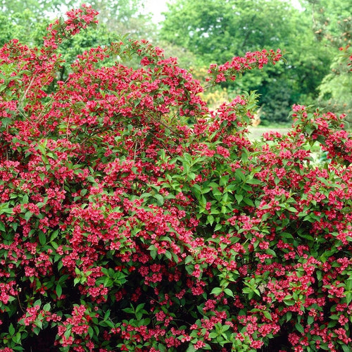 Weigela 'Bristol Ruby' Shrubs