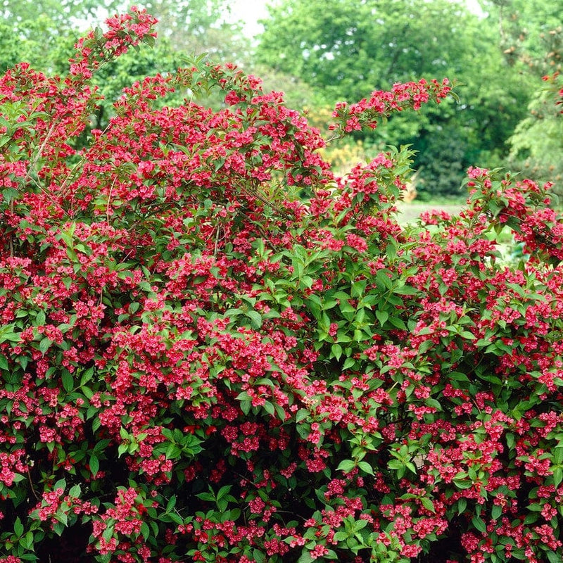 Weigela 'Bristol Ruby' Shrubs