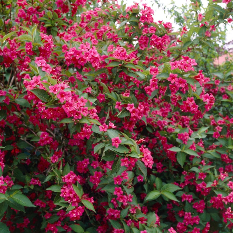 Weigela 'Bristol Ruby' Shrubs