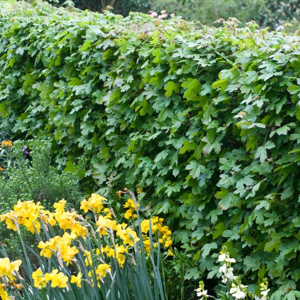 Field Maple Spring Field Maple Hedging | Acer campestre – Roots Plants