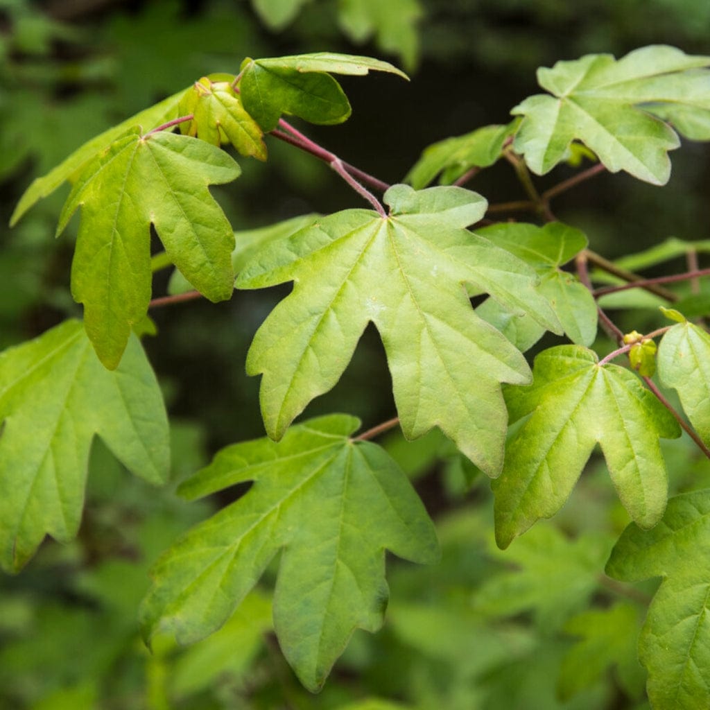 Field Maple Spring Field Maple Hedging | Acer campestre – Roots Plants