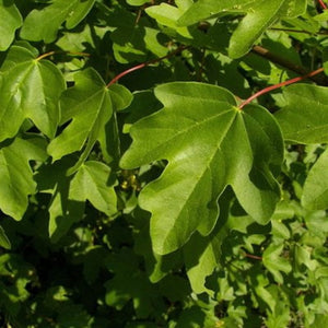 Field Maple Hedging | Acer campestre Shrubs