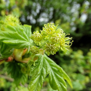 Field Maple Hedging | Acer campestre Shrubs