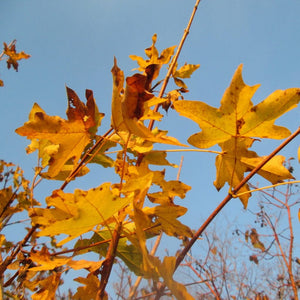 Field Maple Hedging | Acer campestre Shrubs