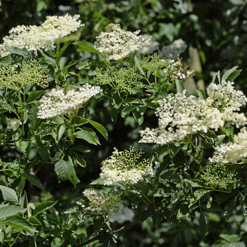 Common Alder Hedging | Alnus glutinosa Shrubs