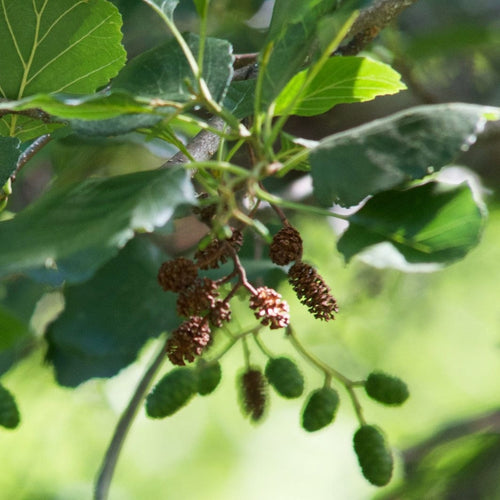 Common Alder Hedging | Alnus glutinosa Shrubs