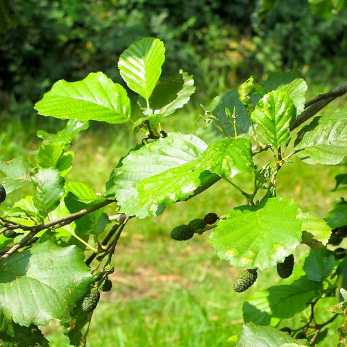 Common Alder Hedging | Alnus glutinosa Shrubs