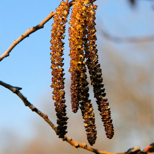 Common Alder Hedging | Alnus glutinosa Shrubs