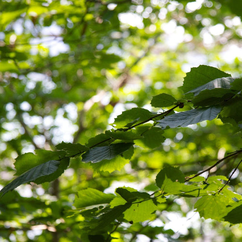 Common Alder Hedging | Alnus glutinosa Shrubs