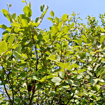 Grey Alder Hedging | Alnus incana Shrubs