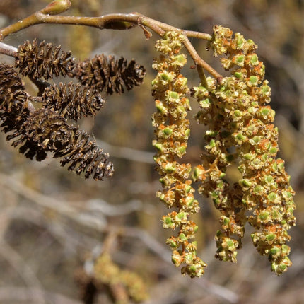 Grey Alder Hedging | Alnus incana Shrubs