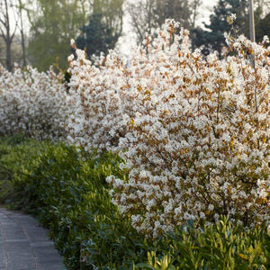 Fast Growing Evergreen Hedging Wildlife Mix Shrubs