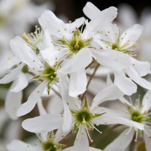 Amelanchier canadensis Hedging Shrubs