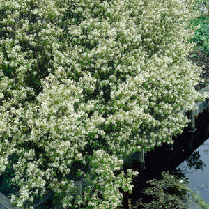 Amelanchier canadensis Hedging Shrubs