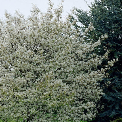 Amelanchier canadensis Hedging Shrubs