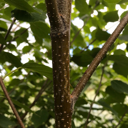 Paper Birch Hedging | Betula papyrifera Shrubs