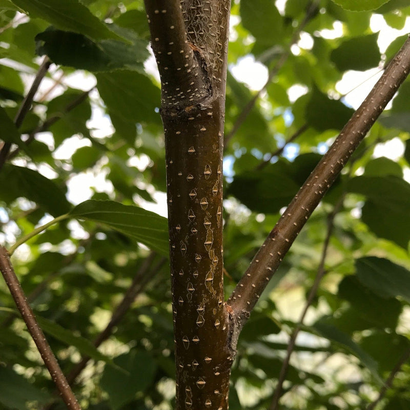 Paper Birch Hedging | Betula papyrifera Shrubs