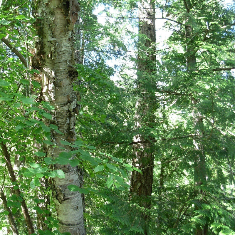 Paper Birch Hedging | Betula papyrifera Shrubs