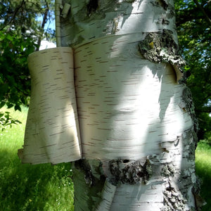 Paper Birch Hedging | Betula papyrifera Shrubs