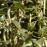 Silver Birch Hedging | Betula pendula Shrubs