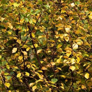 Silver Birch Hedging | Betula pendula Shrubs